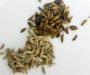 Unlocking the Flavour: The Secret of Bhuna Jeera (roasted cumin powder)